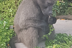 201911_baboon7